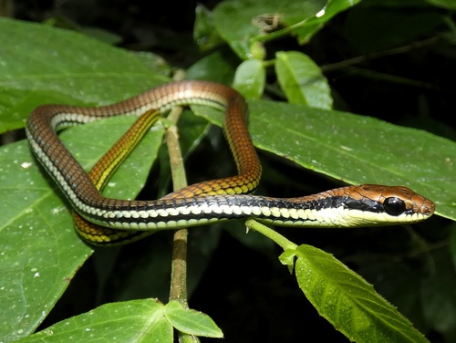 Philippines Bronzeback