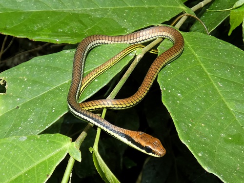Philippines Bronzeback