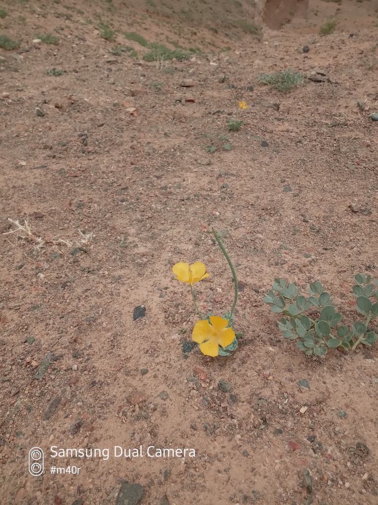 Glaucium squamigerum (Glaucium squamigerum)