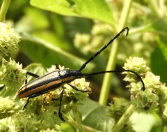 Sphaenothecus trilineatus
