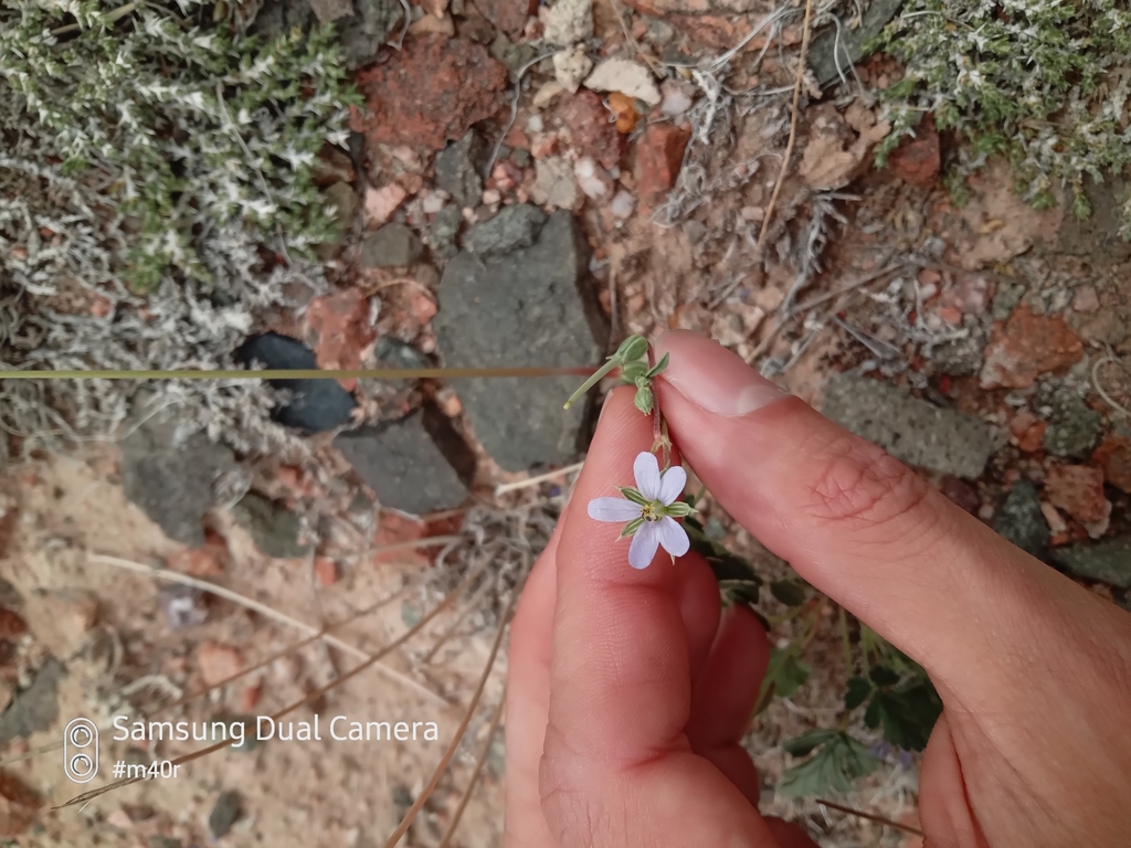 Erodium oxyrhinchum (Erodium oxyrhinchum)