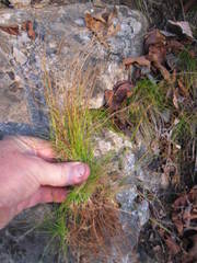 Carex eburnea