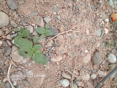 Rocky Mountain heliotrope (Heliotropium ellipticum)