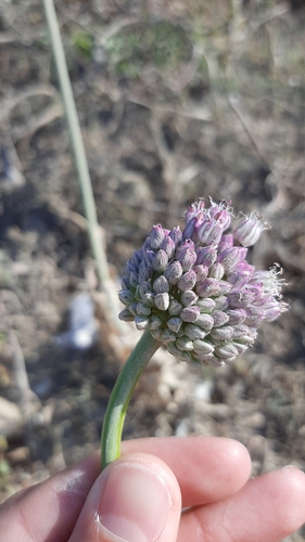 Allium ampeloprasum iNat (1)