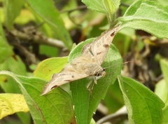 Arteurotia tractipennis tractipennis