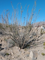 Fouquieria splendens
