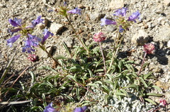 Penstemon heterodoxus heterodoxus