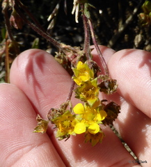 Ivesia lycopodioides scandularis