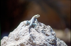 Agama bibronii