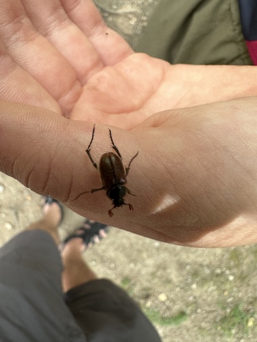 Amphicoma abdominalis