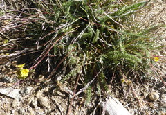 Ivesia lycopodioides scandularis