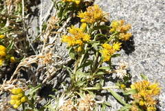Chrysothamnus viscidiflorus viscidiflorus