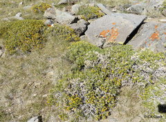 Chrysothamnus viscidiflorus viscidiflorus