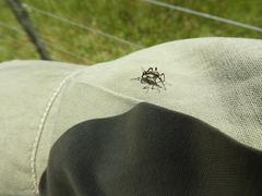 Psorophora holmbergi