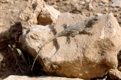 Agama bibronii