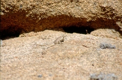 Agama bibronii