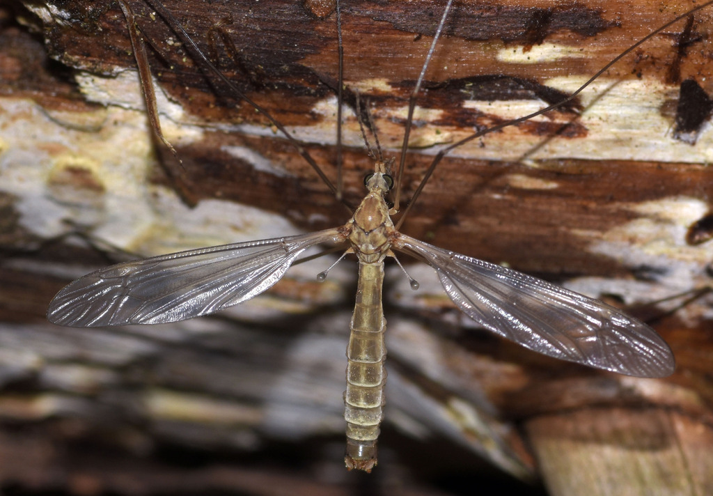 Tipula sulphurea