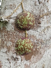 Hoya imbricata
