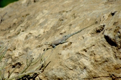 Agama bibronii