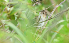 Chinese Grassbird photo 2