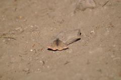 Erynnis persius