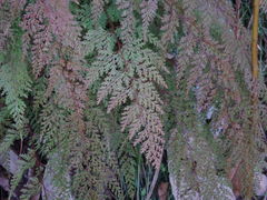 Odontosoria chinensis