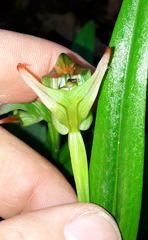 Pterostylis silvicultrix