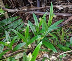 Pterostylis silvicultrix