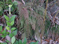 Odontosoria chinensis