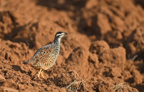 Chinese Francolin