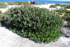 Juliflorae