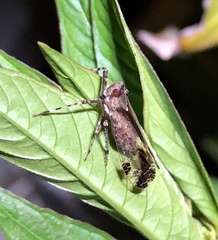 Orthopagus splendens