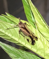 Orthopagus splendens