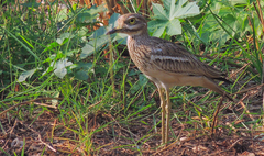 Burhinus indicus