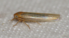 Balclutha abdominalis