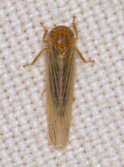 Balclutha abdominalis