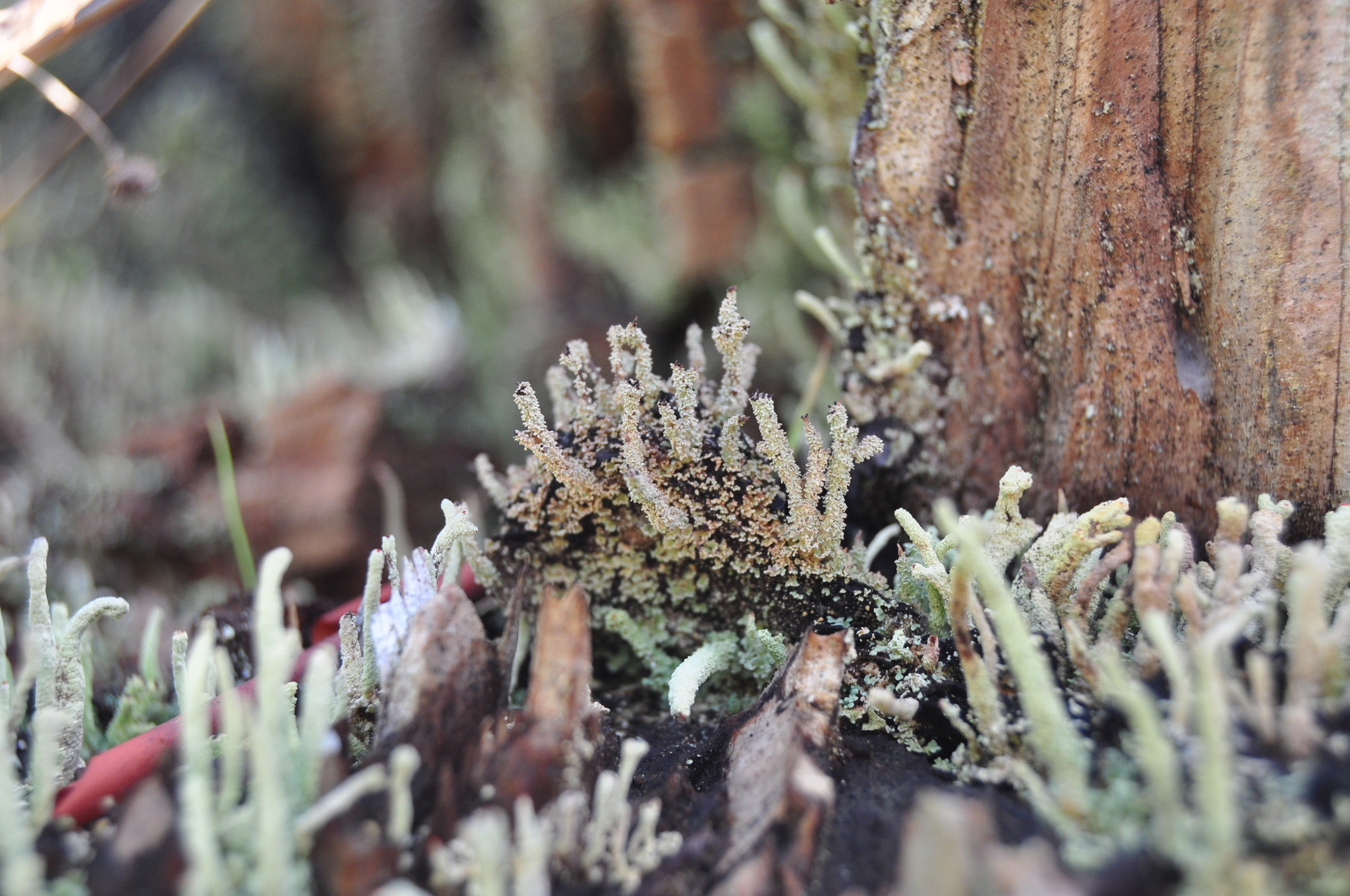 Cladonia squamosa image