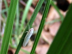 Cofana spectra