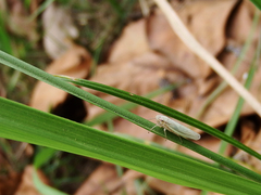 Cofana spectra