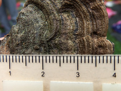 Coriolopsis caperata