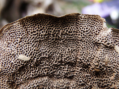 Coriolopsis caperata