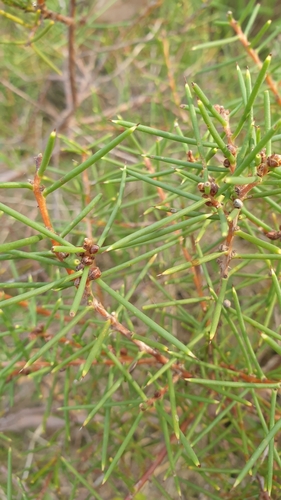 Image of Hakea rugosa by (c) Rosalie Lawrence, some rights reserved (CC BY)