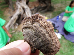 Coriolopsis caperata