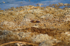 Polygonus leo arizonensis