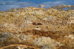 Polygonus leo arizonensis