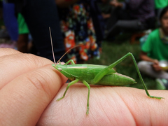 Euconocephalus nasutus