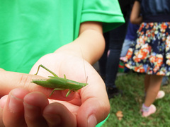 Euconocephalus nasutus