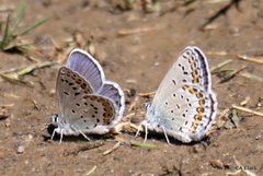Plebejus fridayi