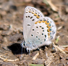 Plebejus fridayi
