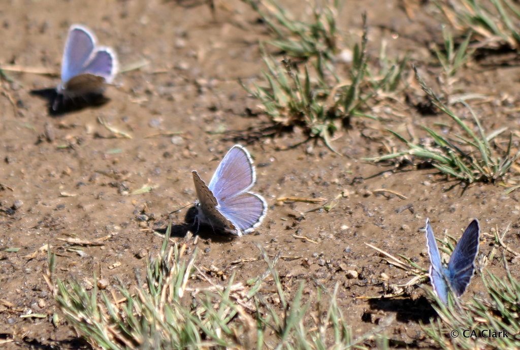 Friday's Blue (Yosemite National Park Butterfly Guide 🦋) · iNaturalist